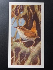 No.18 WREN - Bird Portraits (with address) by Brooke Bond & Co. 1957