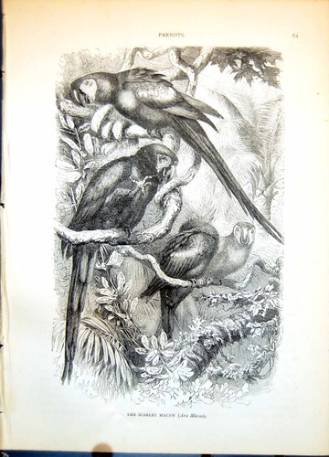 Antique print scarlet macaw - antique,