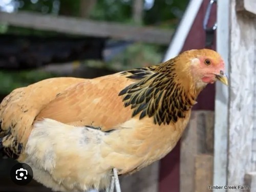 Buff brahma hatching eggs - brahma,