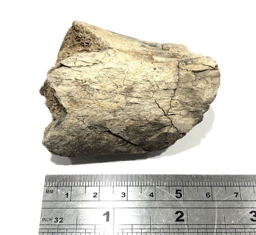 Genuine dinosaur bone - dinosaur,