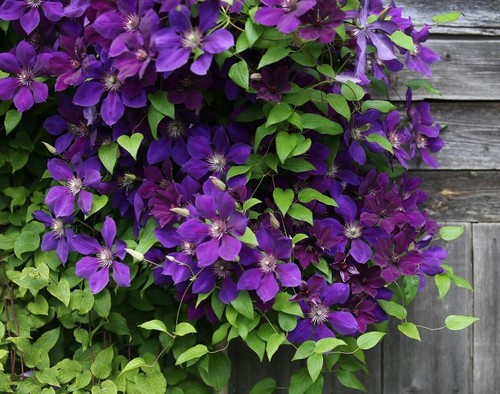 Purple clematis seeds - purple,