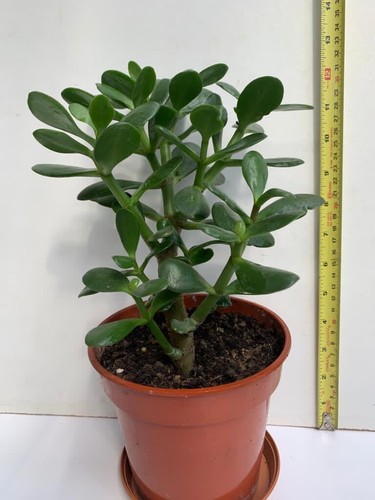 Money tree jade plant - jade,
