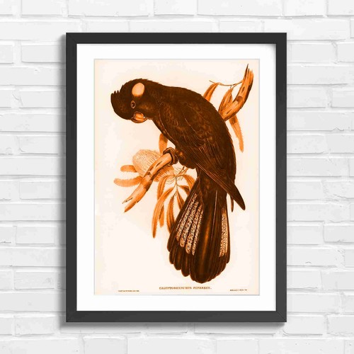 Vintage black cockatoo - vintage, bird