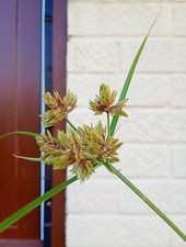Cyperus glaber marginal pond - cyperus,