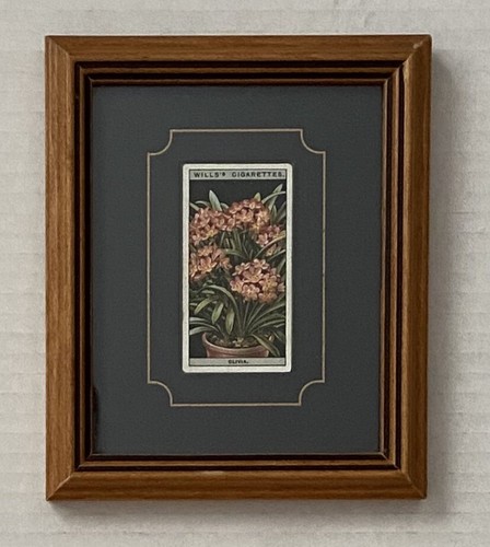 Wills cigarettes flower - wills’s,