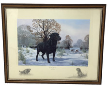Black Labrador Dog By Nigel
