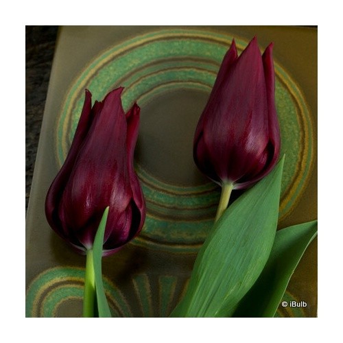 Tulip burgundy bulbs free - tulip, 'burgundy'