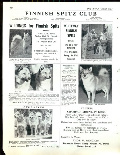 Finnish spitz dog - , page