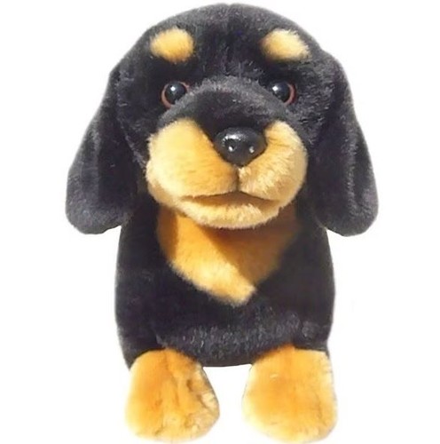 Dachshund dog black and - black,