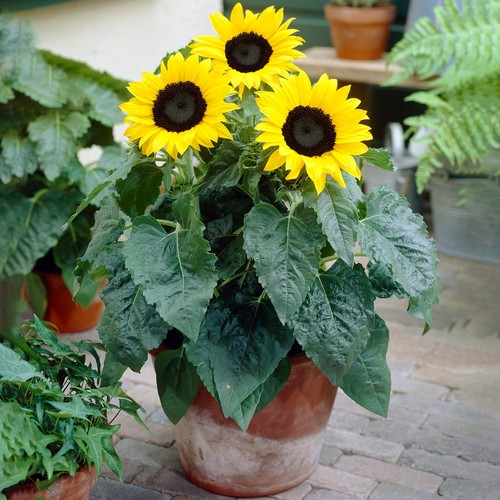 Vibrant 30cm sunflower - 20-30cm,