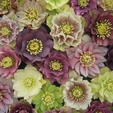 HELLEBORUS DOUBLE QUEEN MIX LENTEN ROSE  SHADE GARDEN PERENNIAL