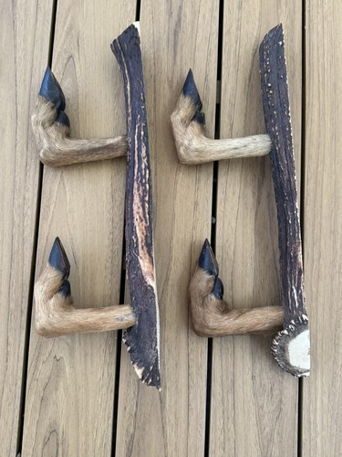 Vintage roe deer taxidermy - vintage, gun