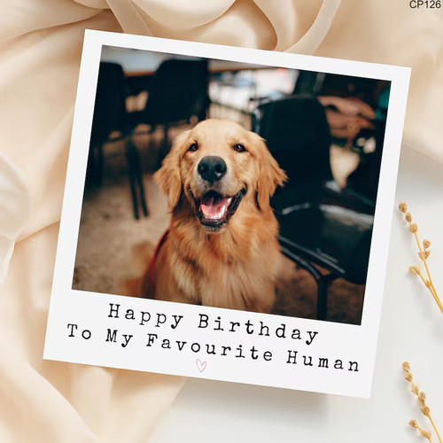 Golden retriever birthday - retriever,