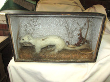 STOAT taxidermy - 2 species - Stoat & Moth in Display Case. ANTIQUE TAXIDERMY