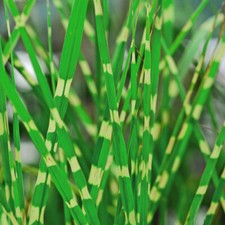 T&M Miscanthus sinensis Zebrinus Zebra Grass Plant 4 Litre Potted Plants