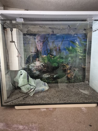 Tropical fish tank - fish,
