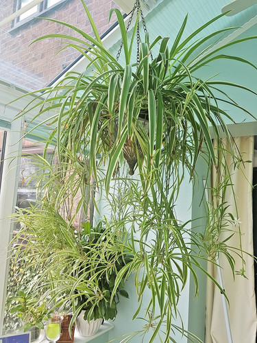 Well rooted air purifier - well,