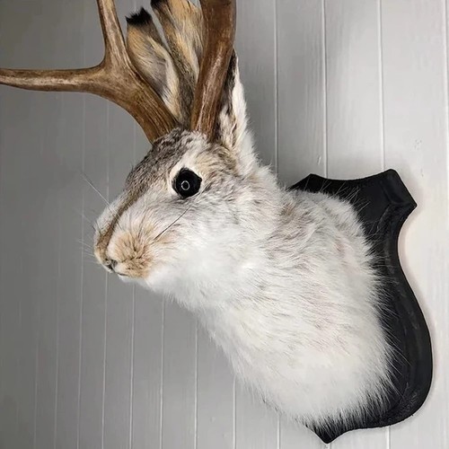 Wall mounted rabbit taxidermy - mounted,