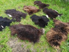 Real eco sheepskins sheepskin