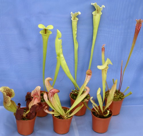 Collection sarracenia - collection, 6