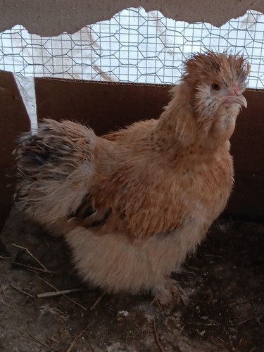 Silkie chicken fertile - 12,