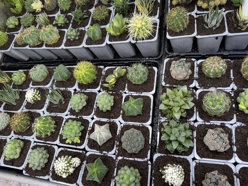 Different mixed cactus - x,