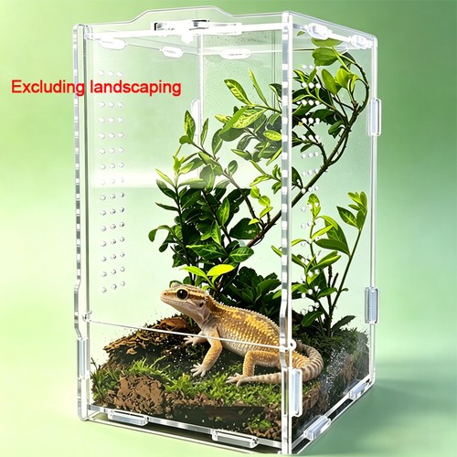 Reptile feeding box buckle - feeding,
