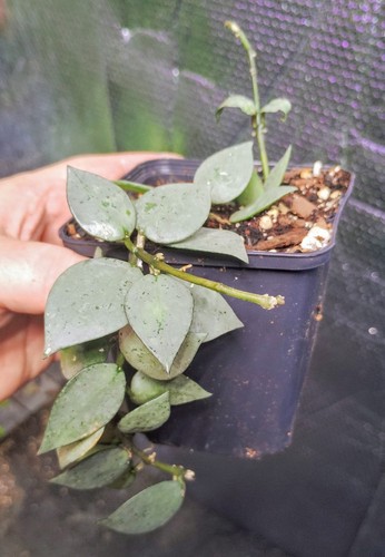 Hoya krohniana eskimo - krohniana, fully