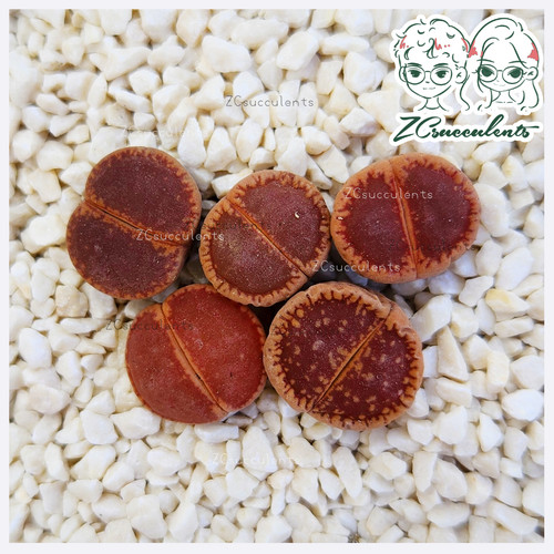 Lithops aucampiae red open - aucampiae,