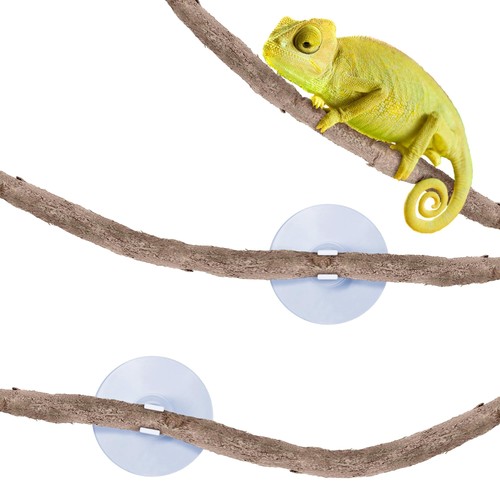 Sungrow reptile vine for - 6, ft