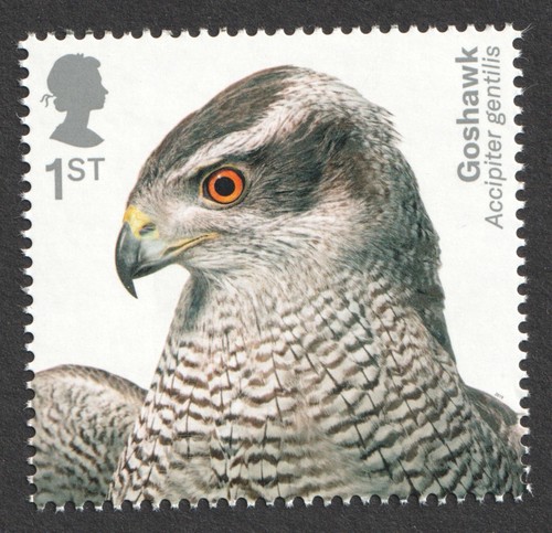 2019 1st goshawk - 1st, goshawk.