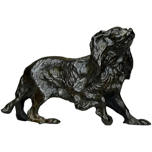 Austrian bronze long - austrian, haired
