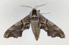 Smerinthus kindermanni MALE