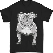 American Bully Striking a Pose