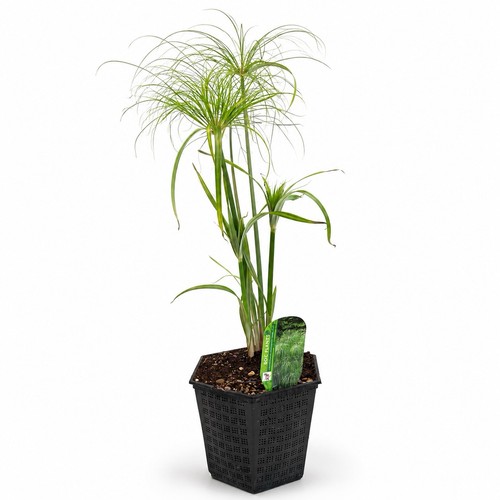 Cyperus percamenthus king - percamenthus, 'king
