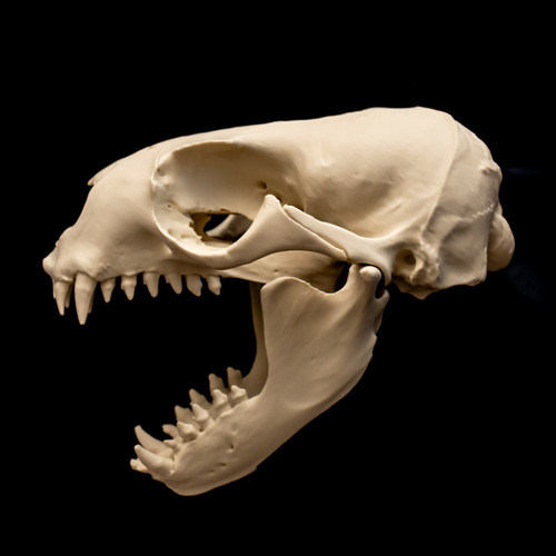 South american sea lion skull - sea,