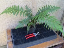 Dicksonia antarctica.  Hardy Tree fern 13cm. plant. 40-50cm.