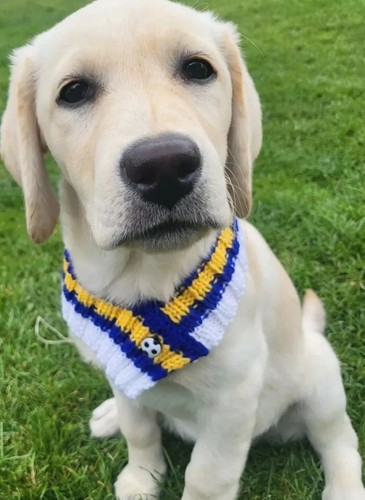 Leeds united football colours - ,