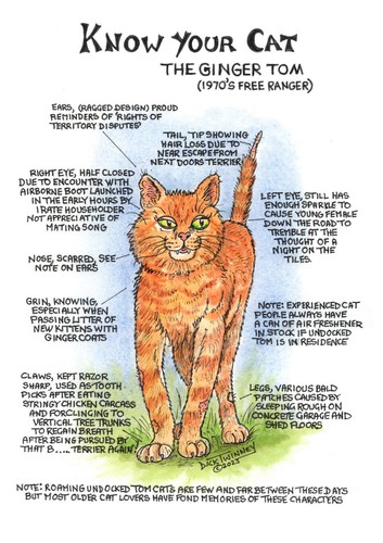 Ginger cat tea towel - ginger,