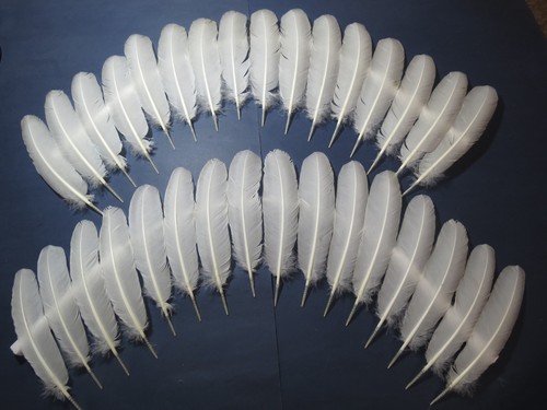 Pcs white turkey - turkey, wing