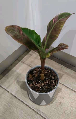 Musa nono rare and exotic - rare,