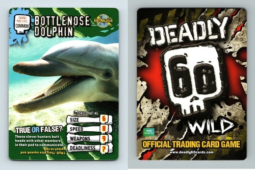 Bottlenose dolphin 161 - bottlenose, #88/161