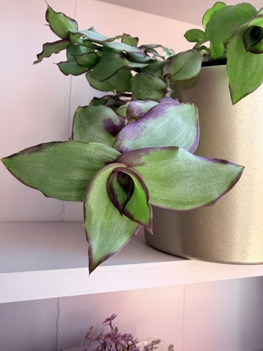 Tradescantia soconusensis blue - tradescantia,
