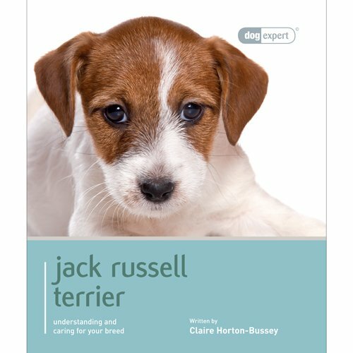 Jack russell terrier dog - terrier,