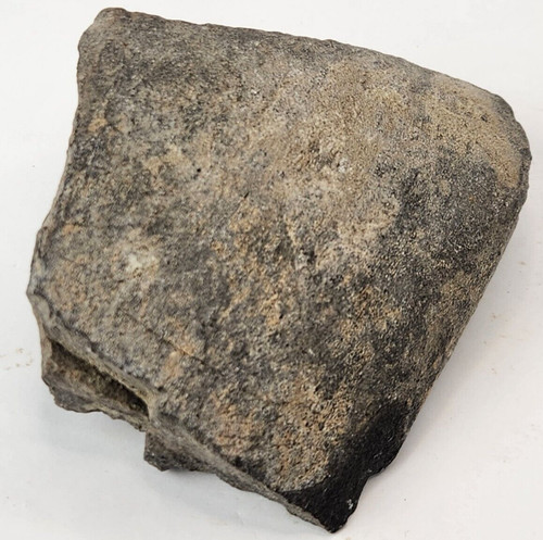 Juvenile hadrosaur tibia - juvenile,