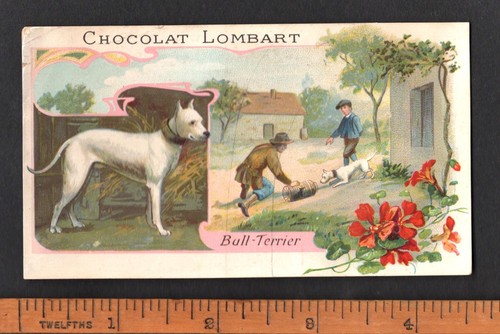 Rat catching with bull - rat,
