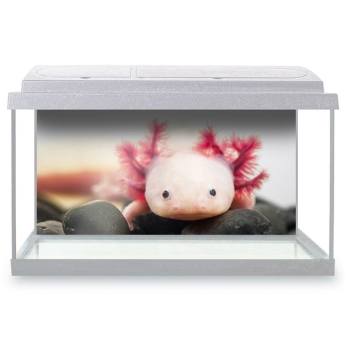 Fish tank background 90x45cm - fish,