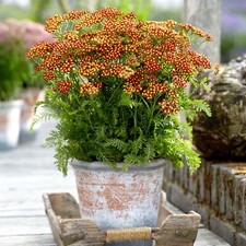 Suttons Achillea Milly Rock Red Compact Red Flowers 1 x 2-Litre Potted Plant