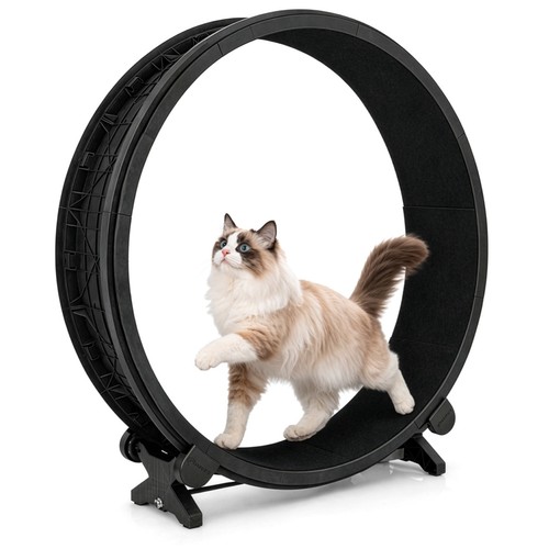 Large cat exercise wheel - exercise,
