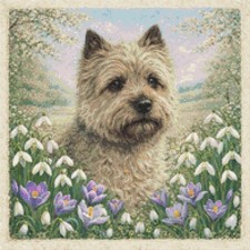 Cairn Terrier Puppy Dog In